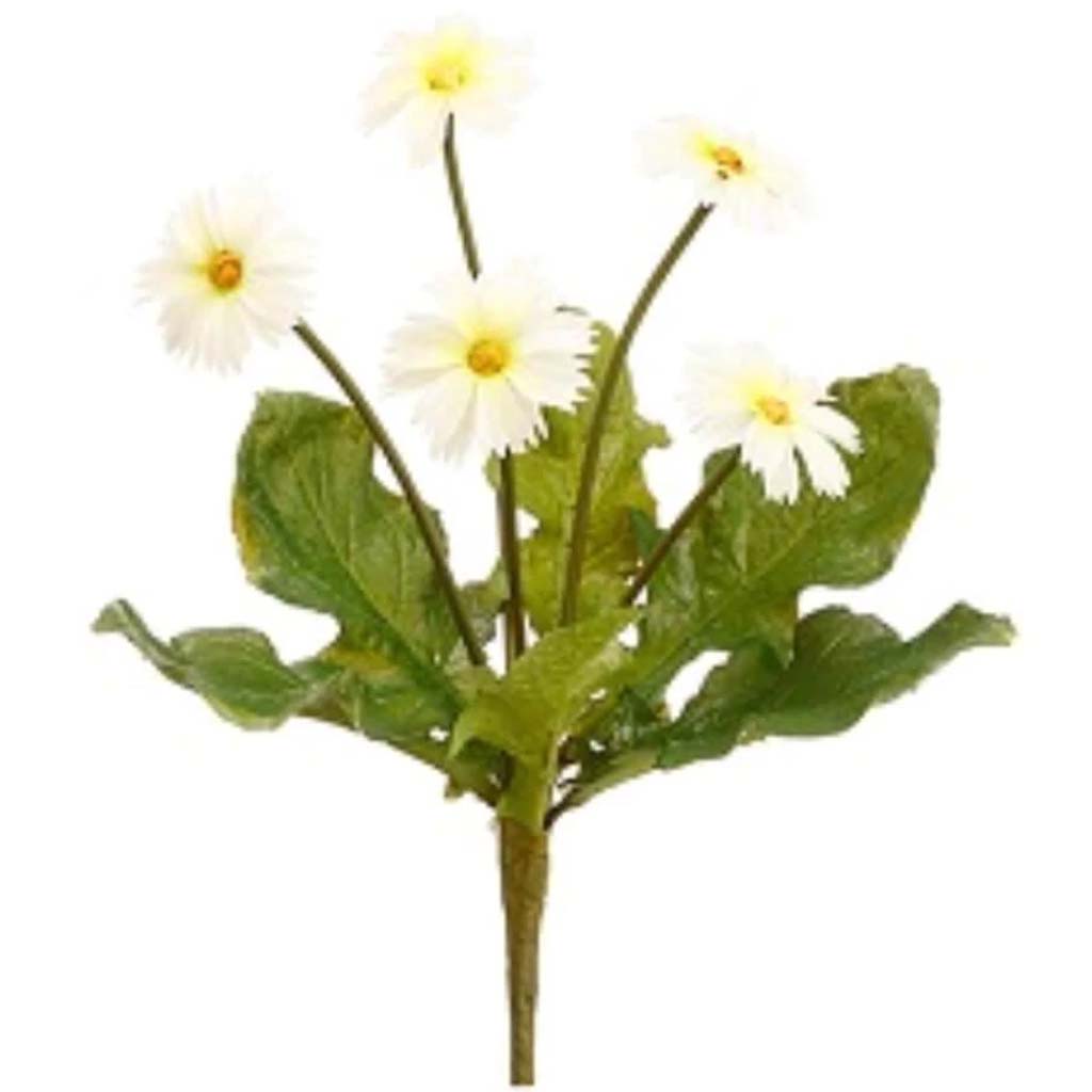 Mini Daisy Bush 8&quot; Wh 