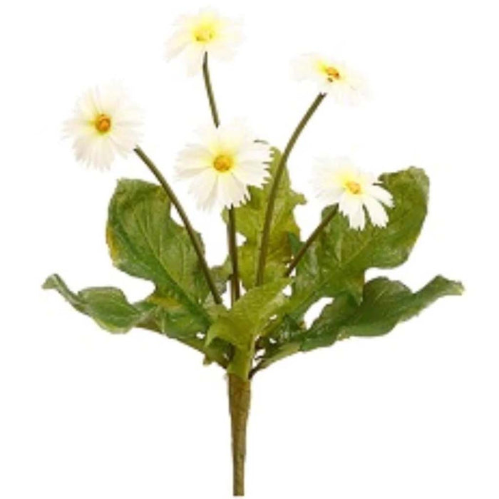 Mini Daisy Bush 8" Wh 