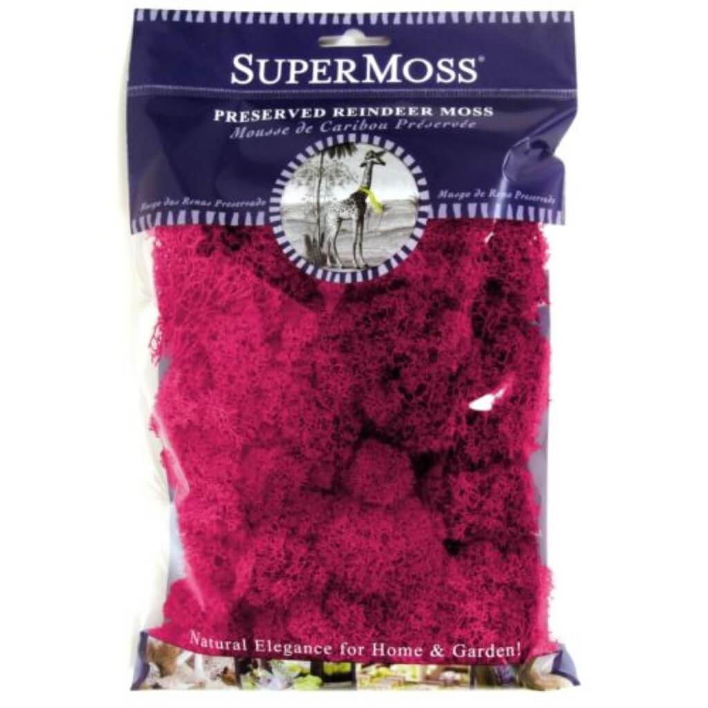 Preserved Reindeer Moss 8oz Fuchsia 