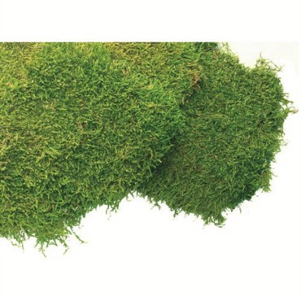 Green Sheet Moss 5lb 