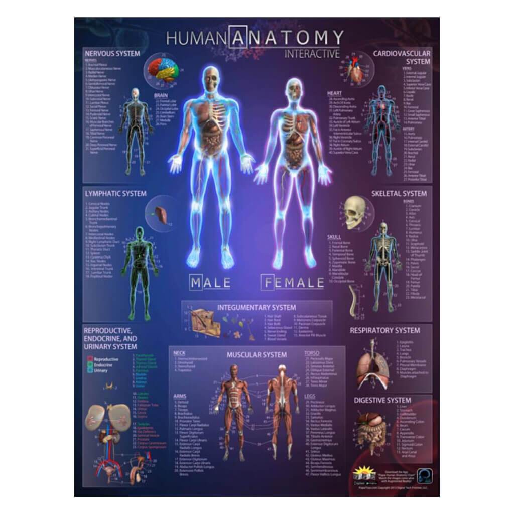 Popar Human Anatomy Interactive Wall Chart 