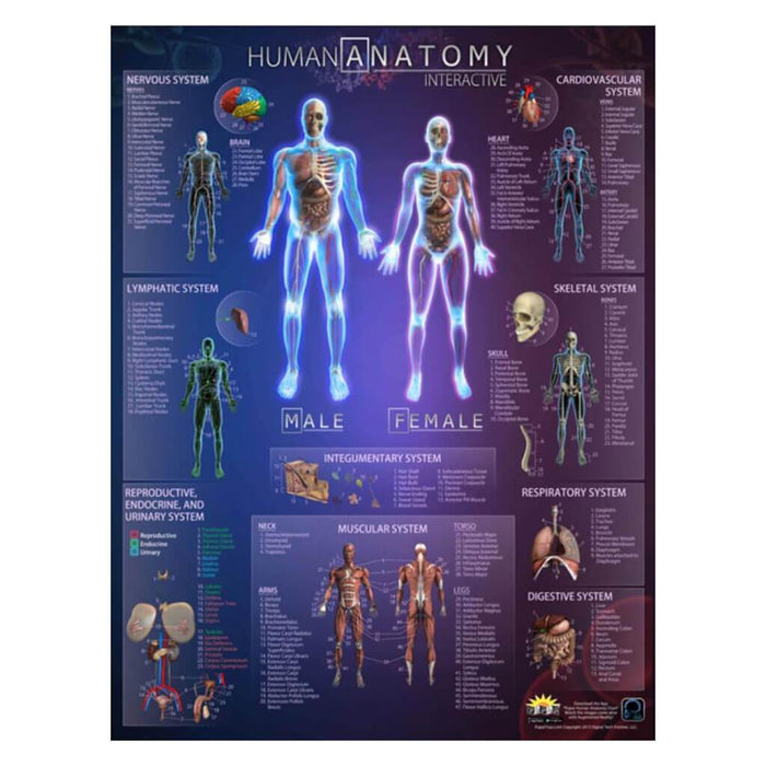 Popar Human Anatomy Interactive Wall Chart 