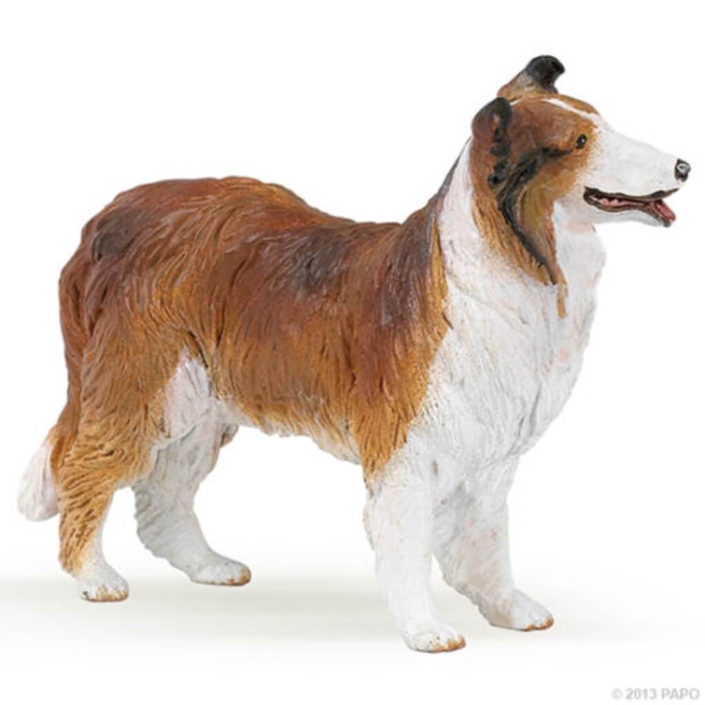 PAPO Collie 