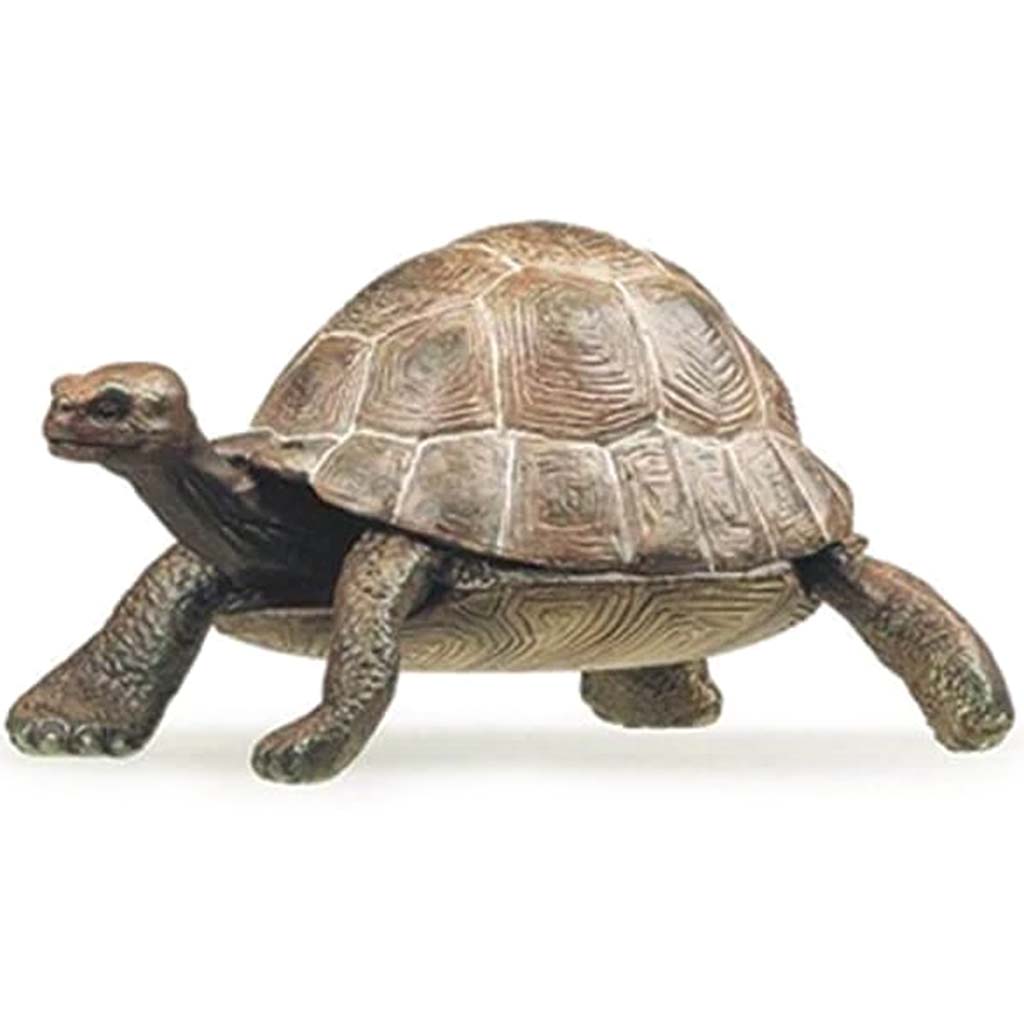 PAPO Tortoise 