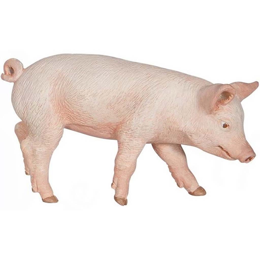 PAPO Male Piglet 