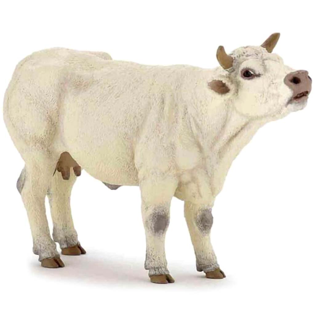 PAPO Charolais Cow Mooing 