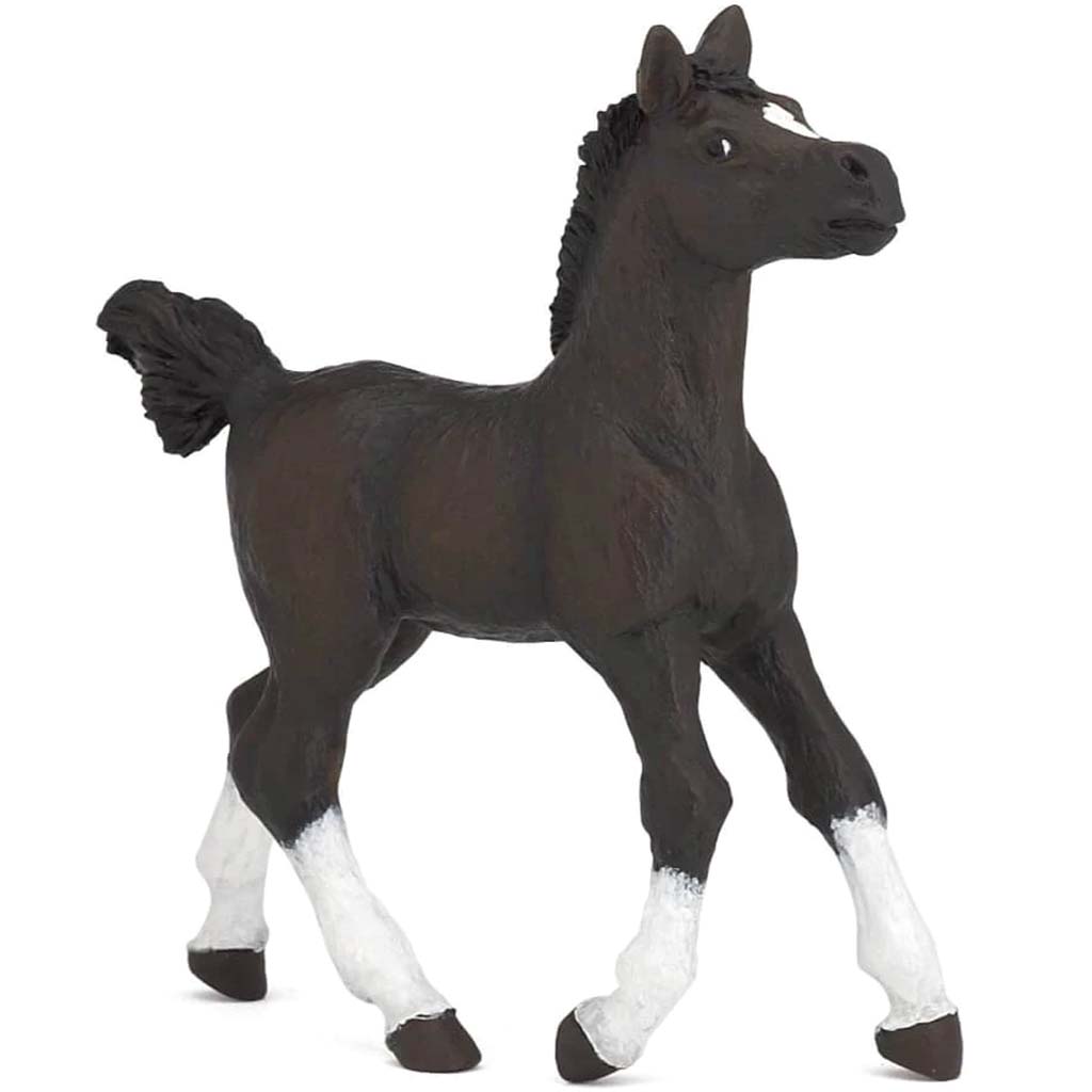 PAPO Arab Foal 