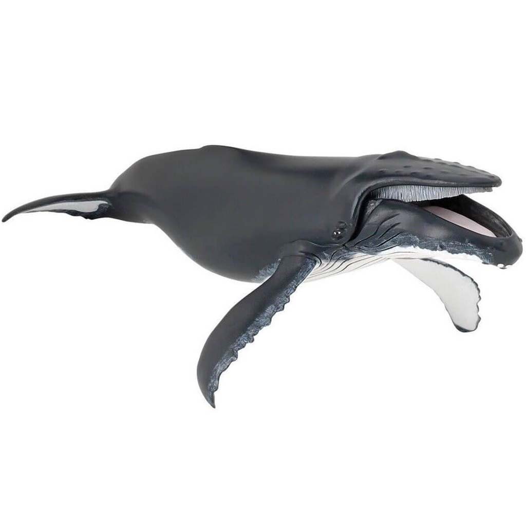 PAPO Humpback Whale 