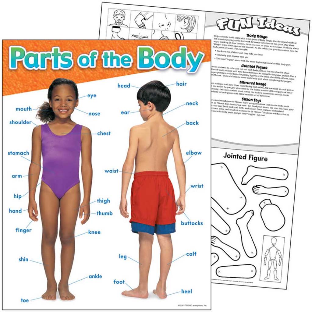 Parts Of The Body Learning Chart 