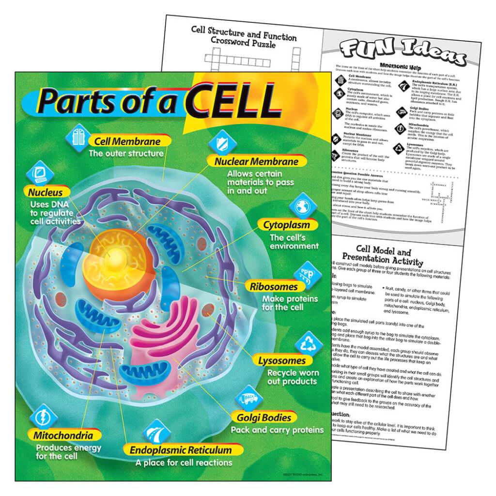 Parts Of A Cell Chart 