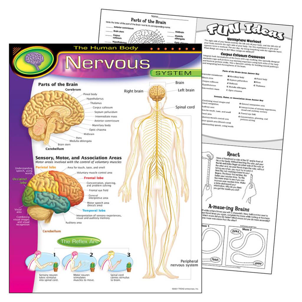 Nervous System Chart 