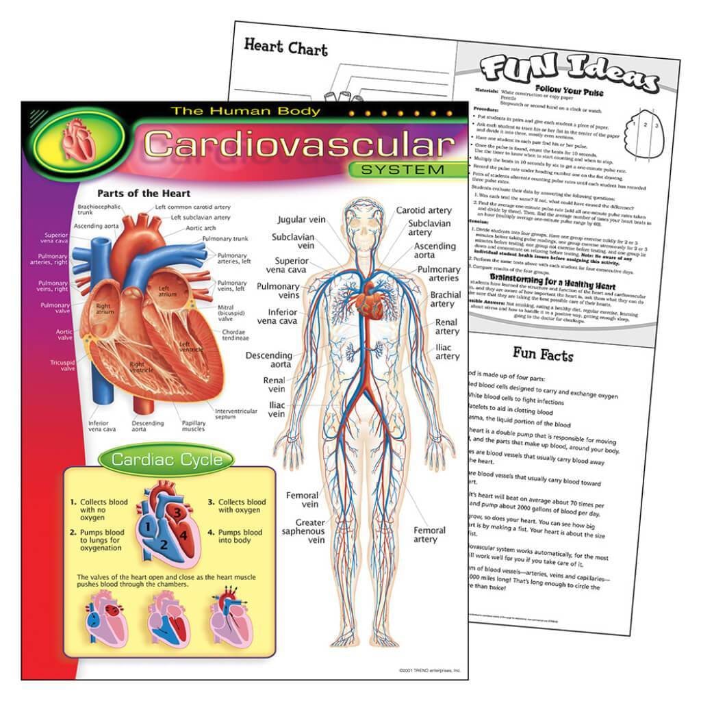 Cardiovascular System Chart 