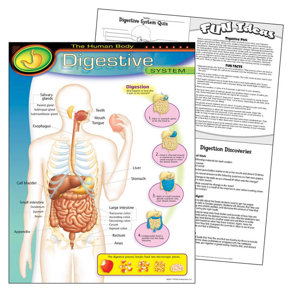 Digestive System Chart 