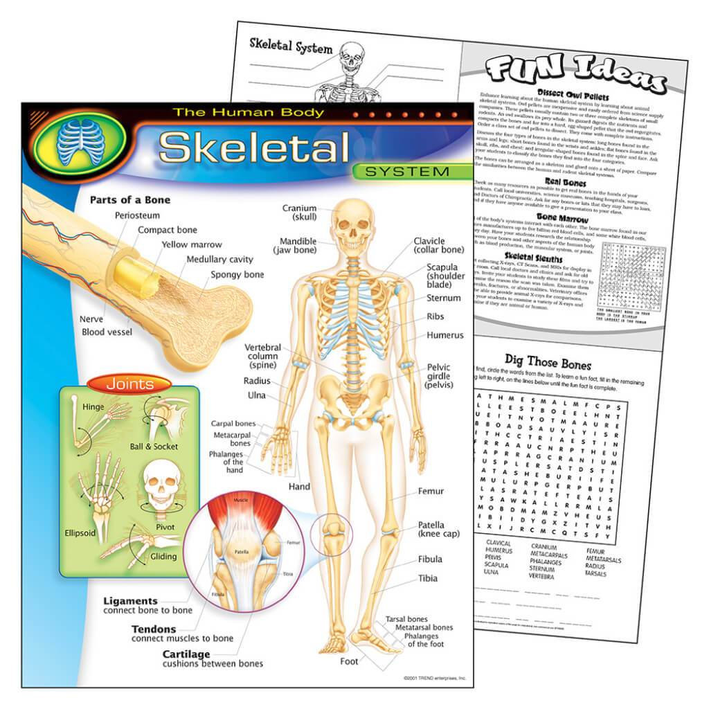 Skeletal System Chart 