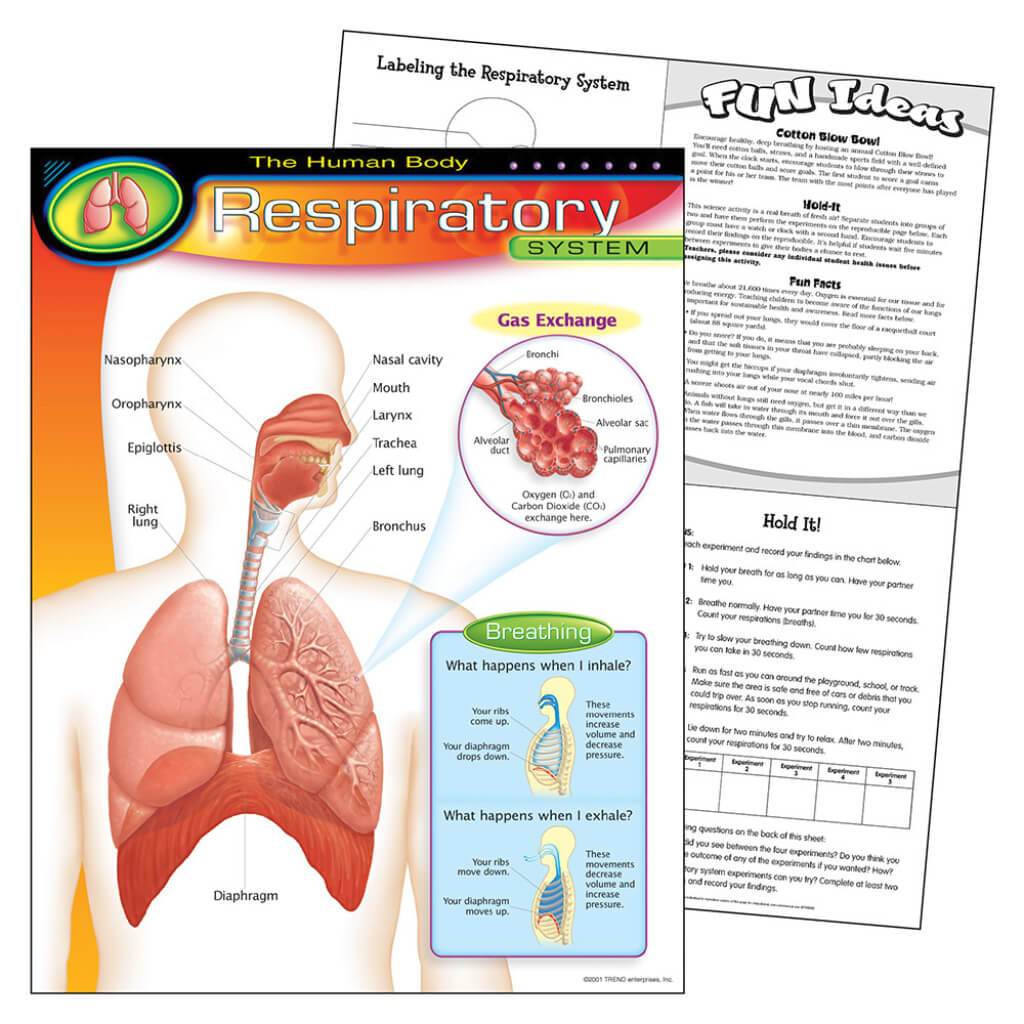 Respiratory System Chart 