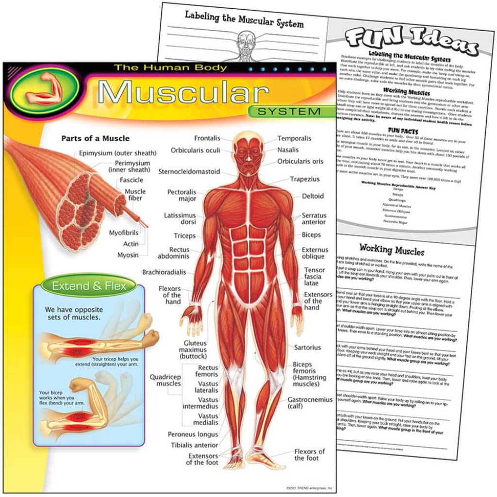 The Human Body Muscular System Learning Chart 