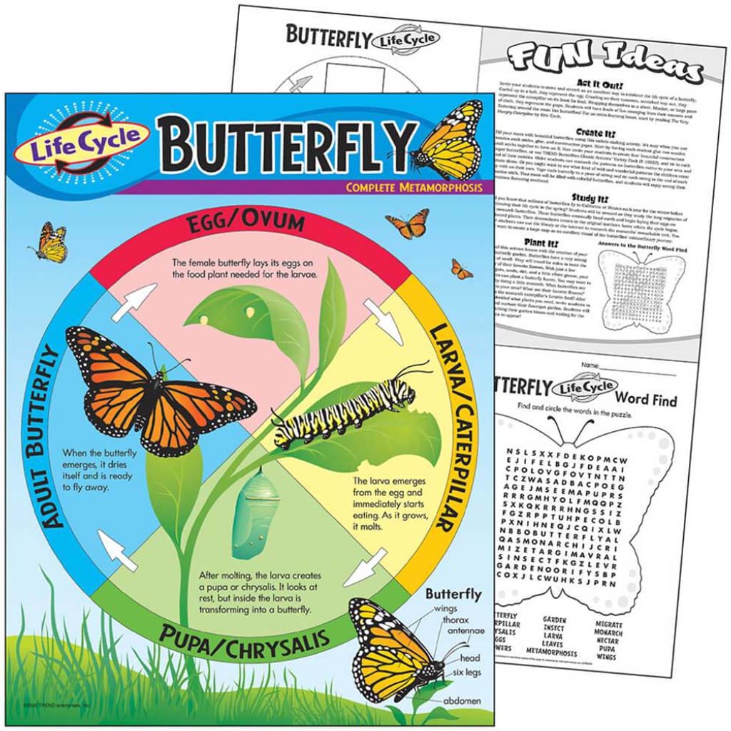 Life Cycle Of A Butterfly Learning Chart 