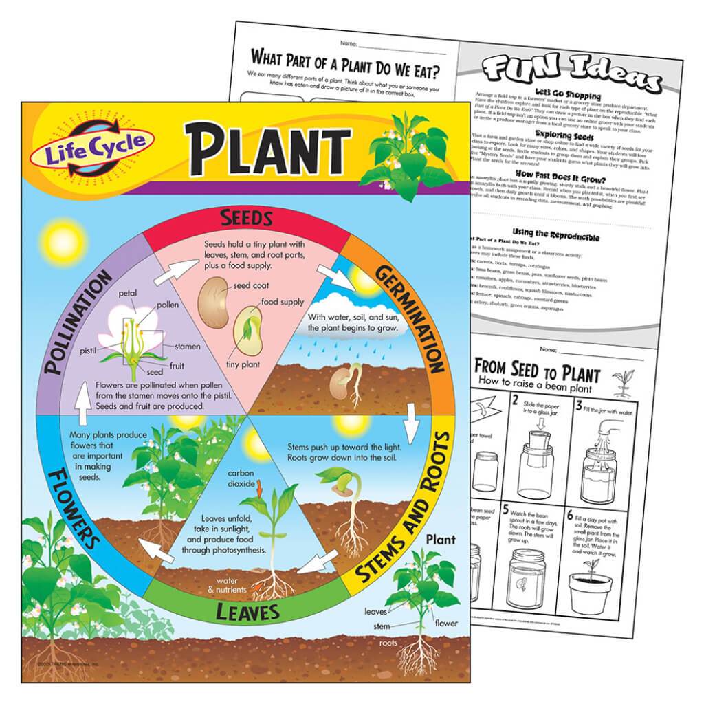 Plant Life Cycle Chart 