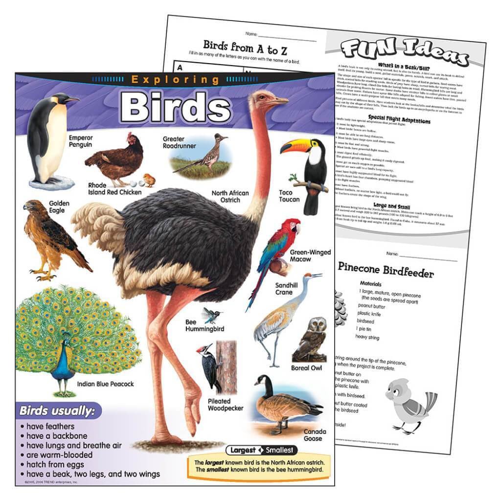 Birds Exploring Chart 