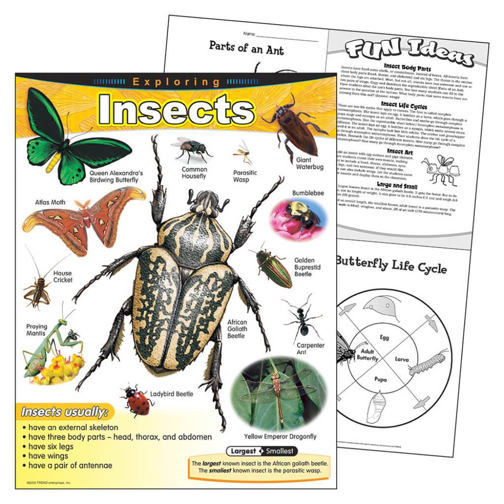 Exploring Insects Chart 
