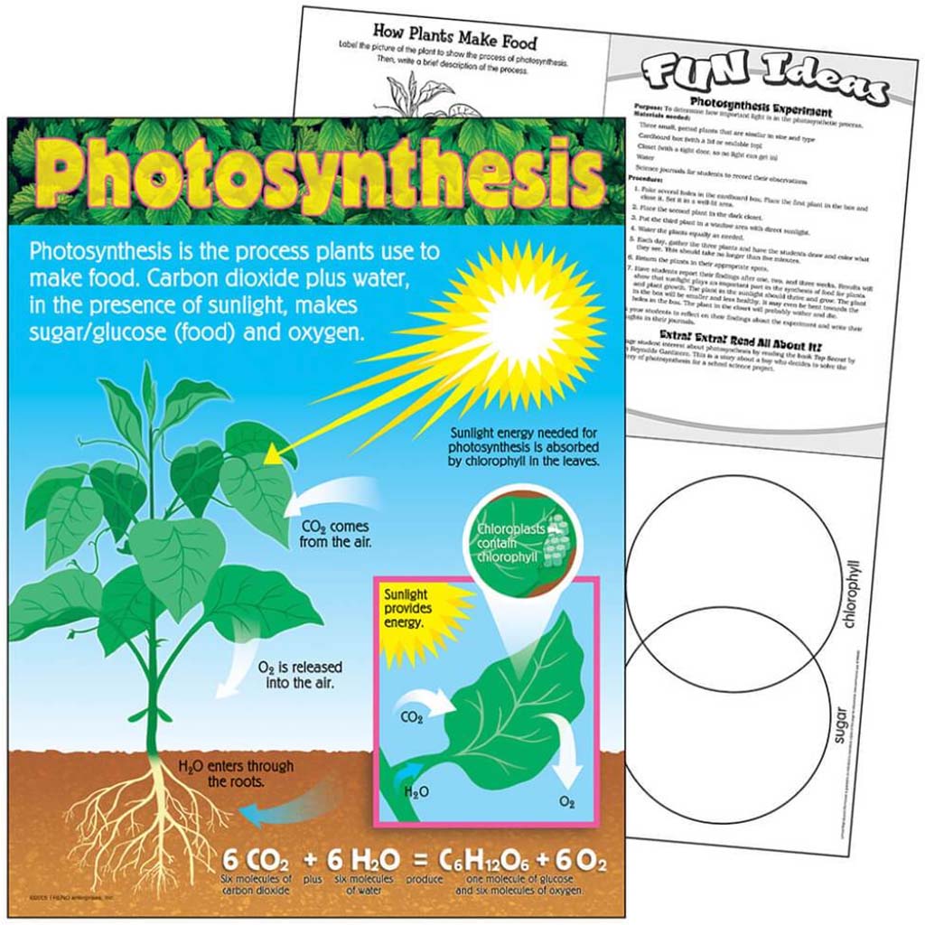 Photosynthesis Learning Chart 