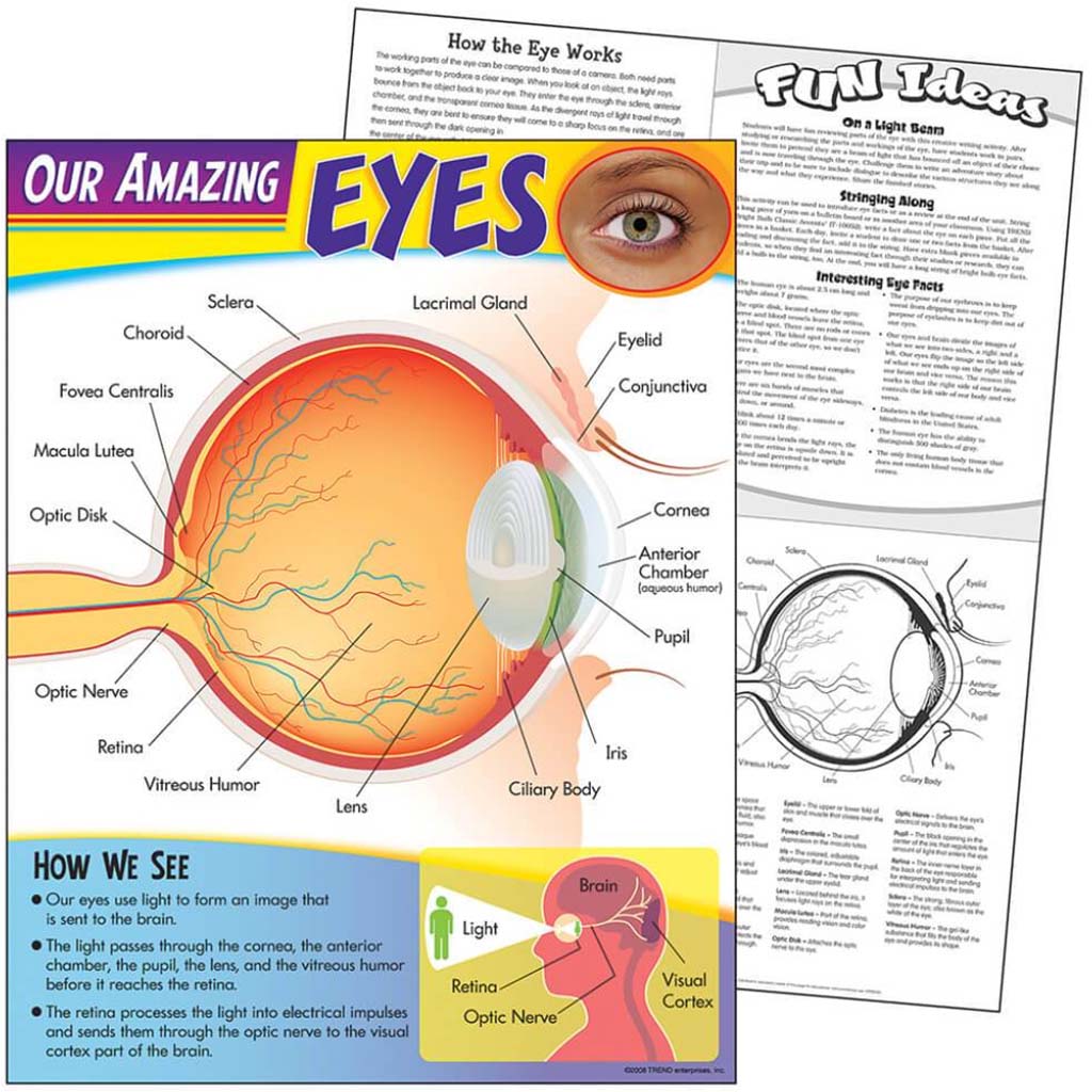 Our Amazing Eyes Chart 