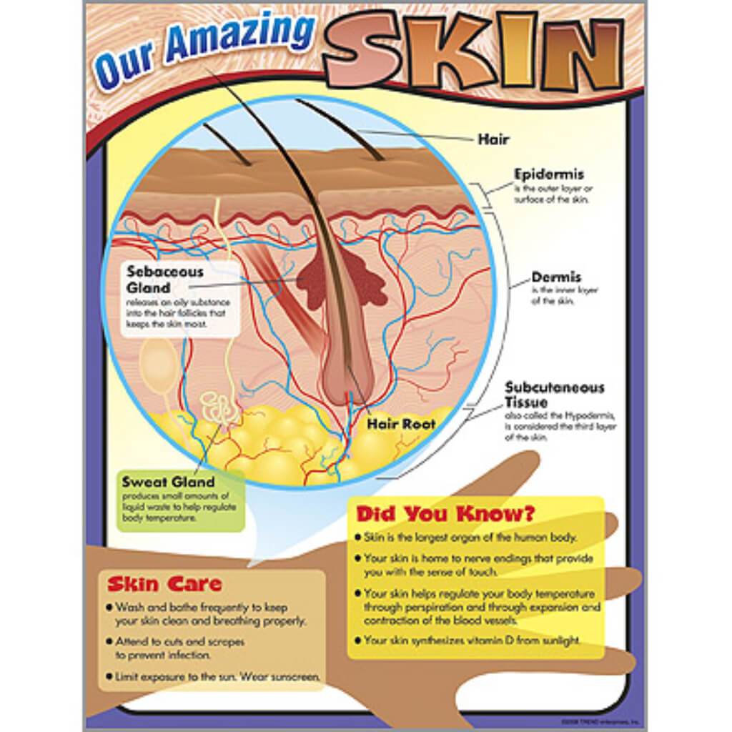 Our Amazing Skin Chart 