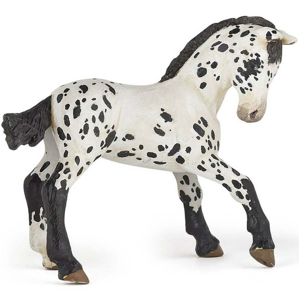 PAPO BLACK APPALOOSA FOAL 