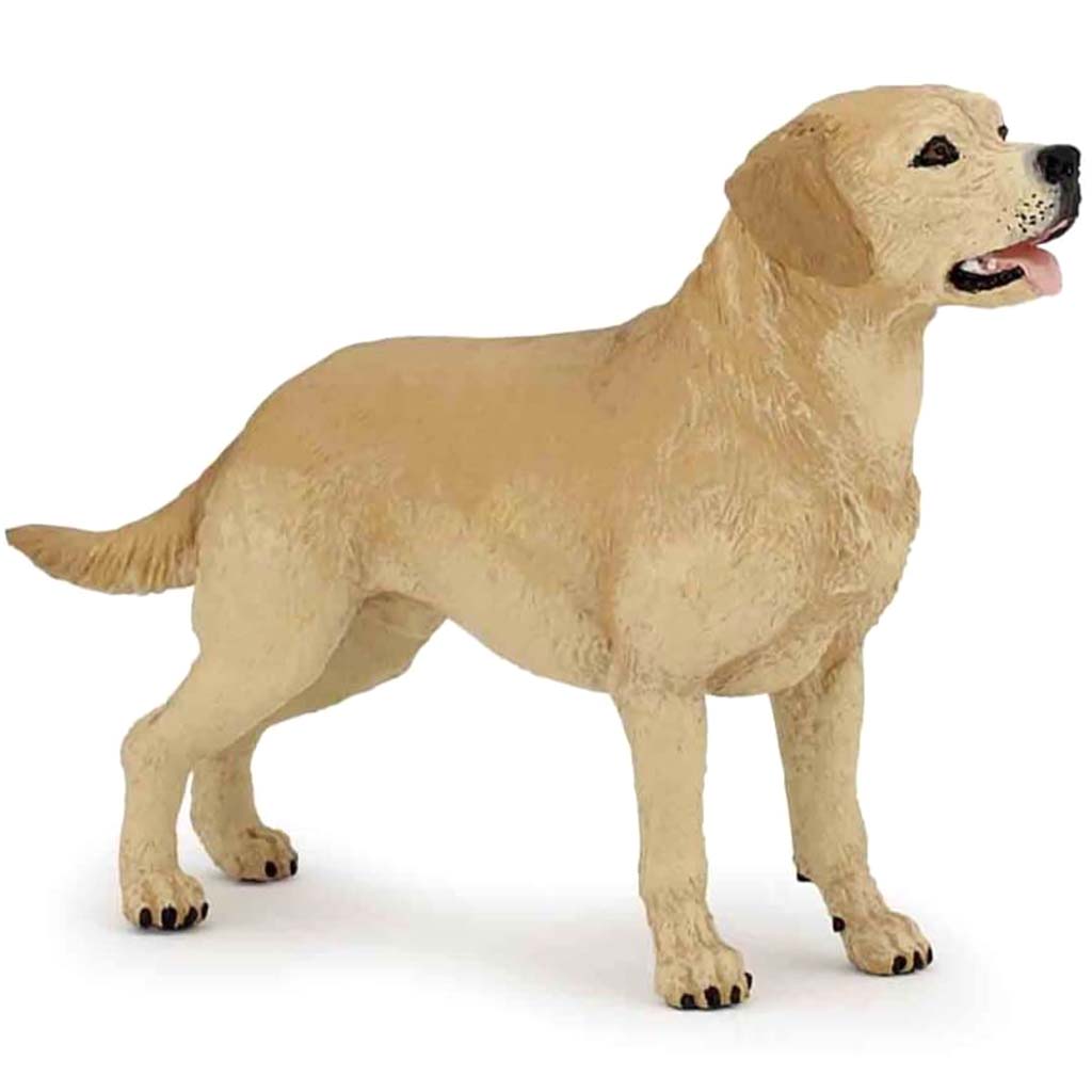 PAPO LABRADOR 