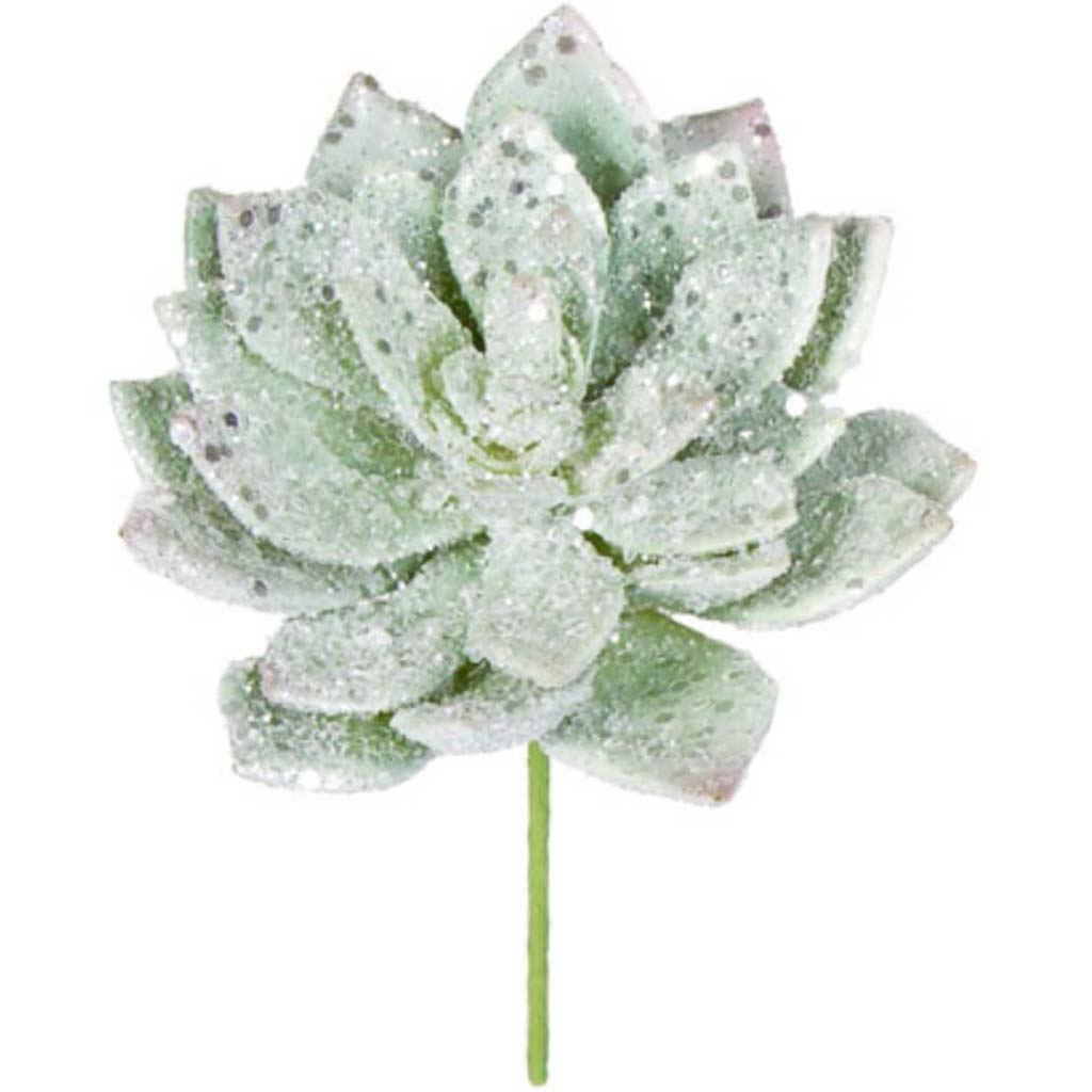 Echeveria Glitter Christmas Succulent 