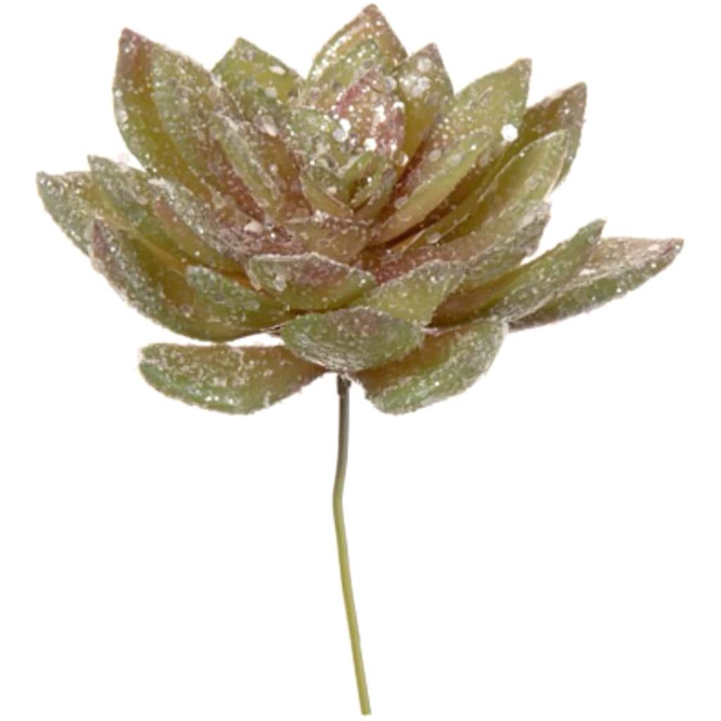 Glitter Echeverie Rosette Succulent 