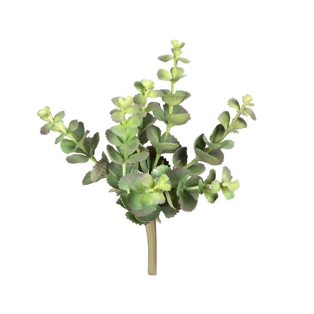 SUCCULENT WIRED MULRIBRANCH W/ SPIKY LEAVES 