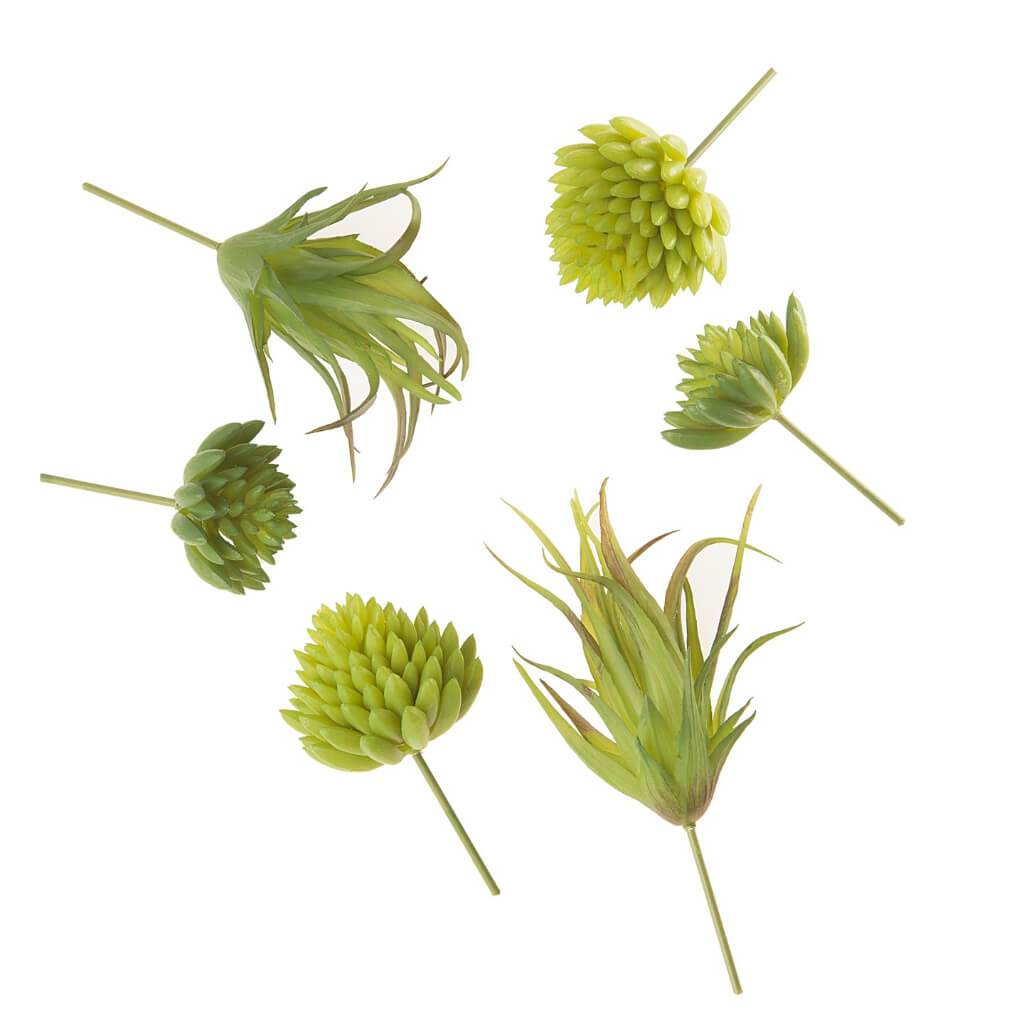 SUCCULENT ASSORTED GREEN 6PCS 