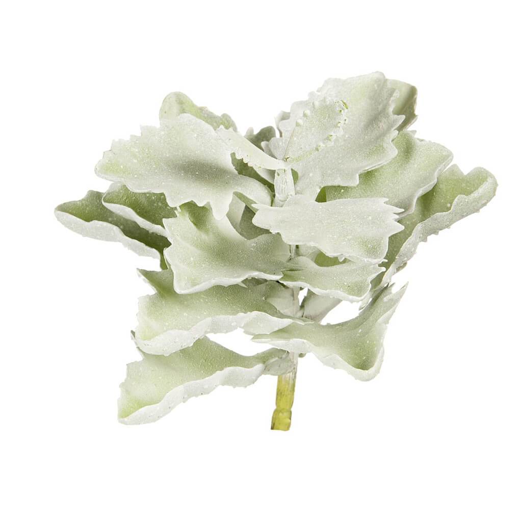 SUCCULENT WAVY FROSTED GREEN KALANCHOE PICK 