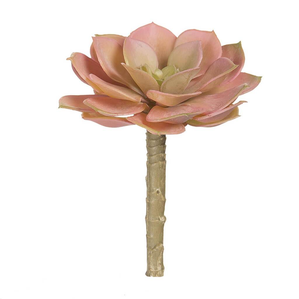 SUCCULENT ECHEVERIA ROSETTE PEACHY PINK 