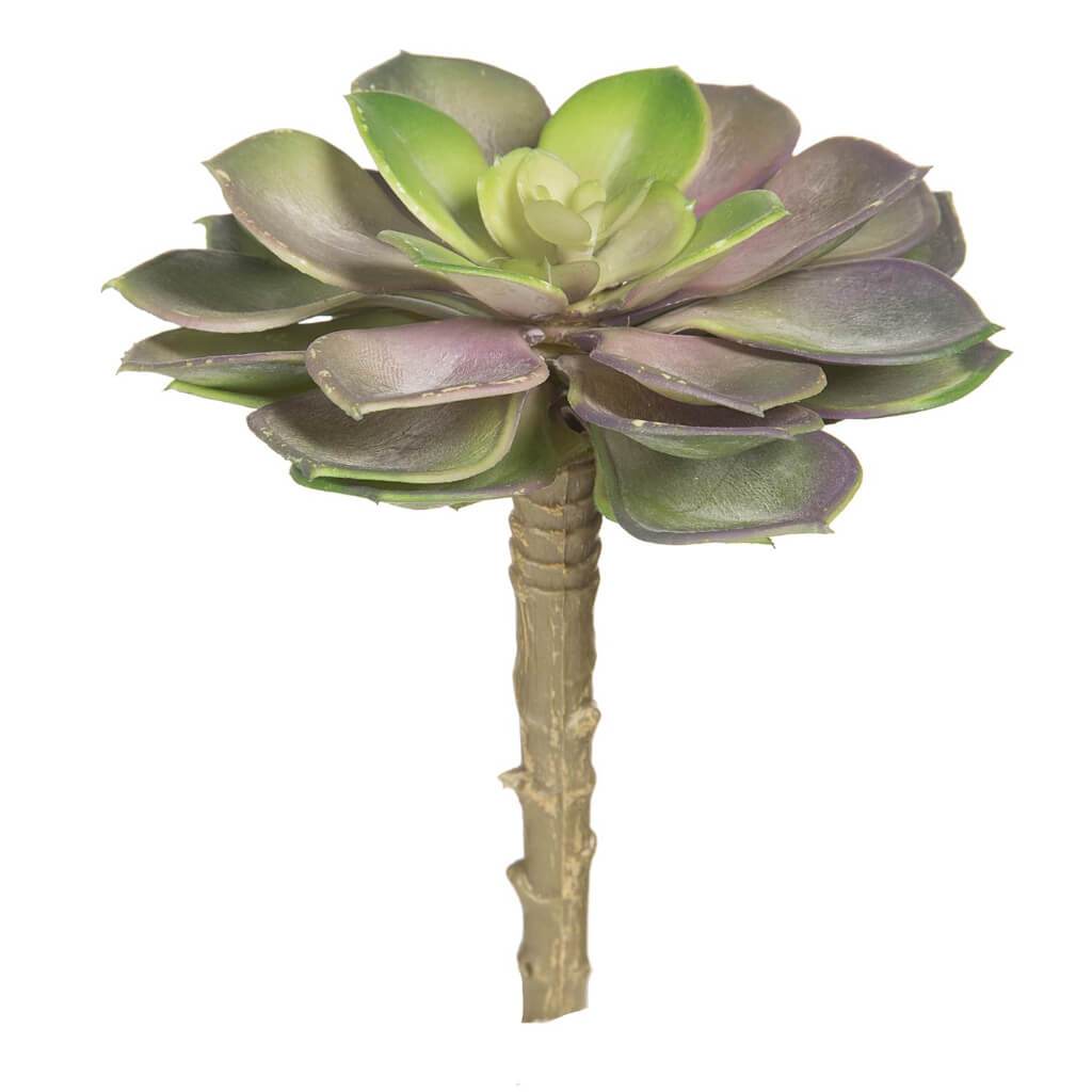 SUCCULENT ECHEVERIA ROSETTE VARIEGATED PURPLE,PINK&amp; GREEN 