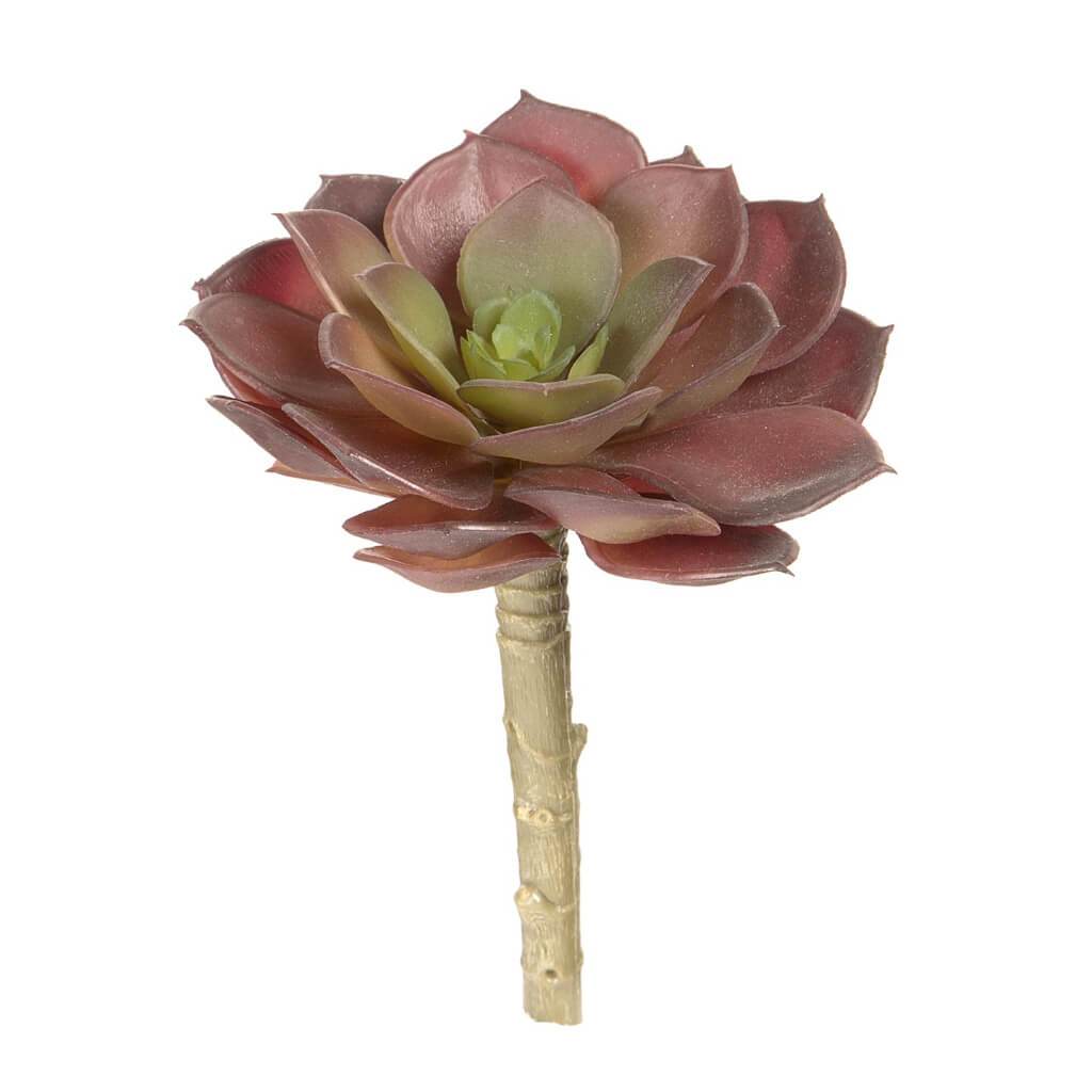 SUCCULENT ECHEVERIA ROSETTE BURGUNDY REDW/GREEN CENTER 