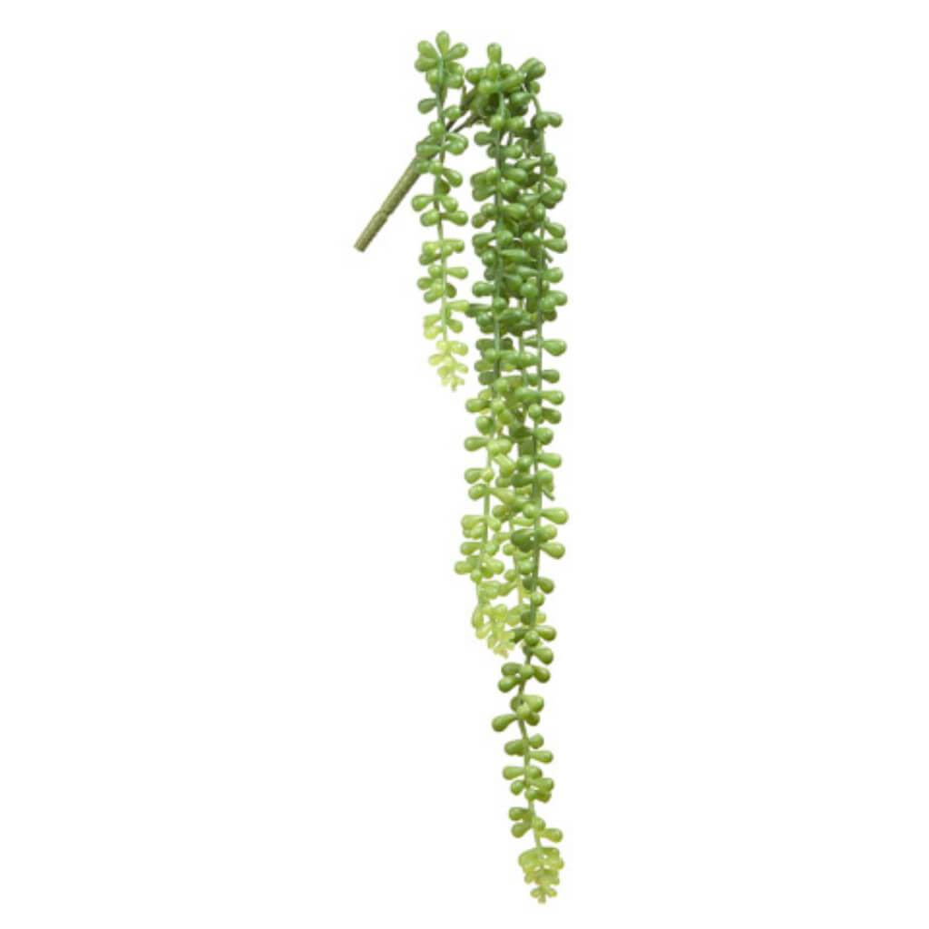 Sedum Draping: Green, 3 x 20.5 inches 