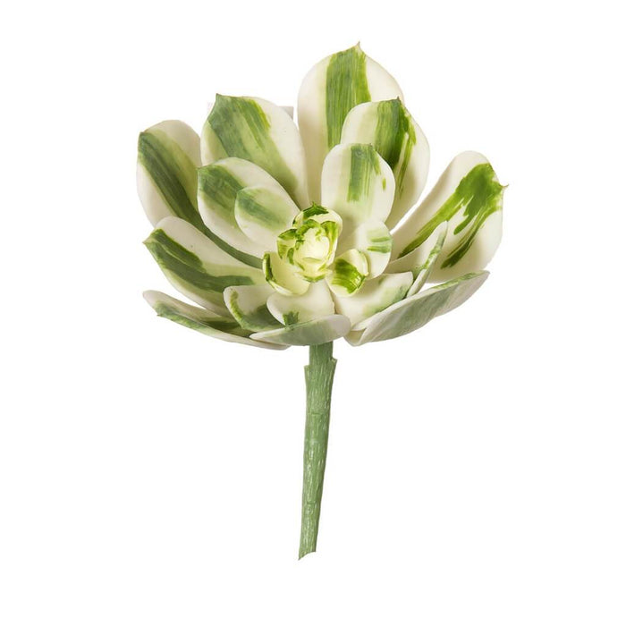 SUCCULENT STRIPE GREEN & WHITE 3.75IN 