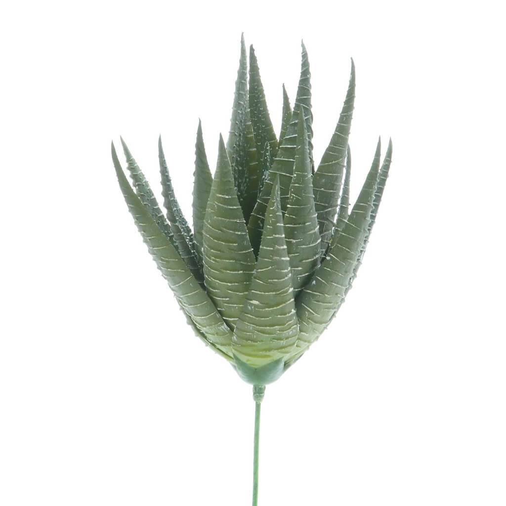 SUCCULENT HAWORTHIA CACTUS SPIKY GREEN 6IN 