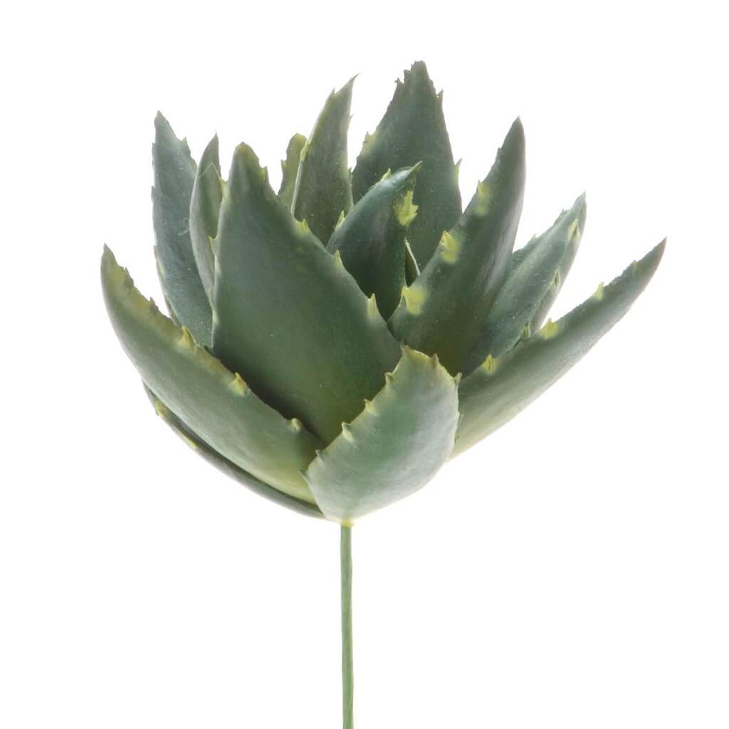 SUCCULENT AGAVE PICK W/SPIKES BLUE GREEN 