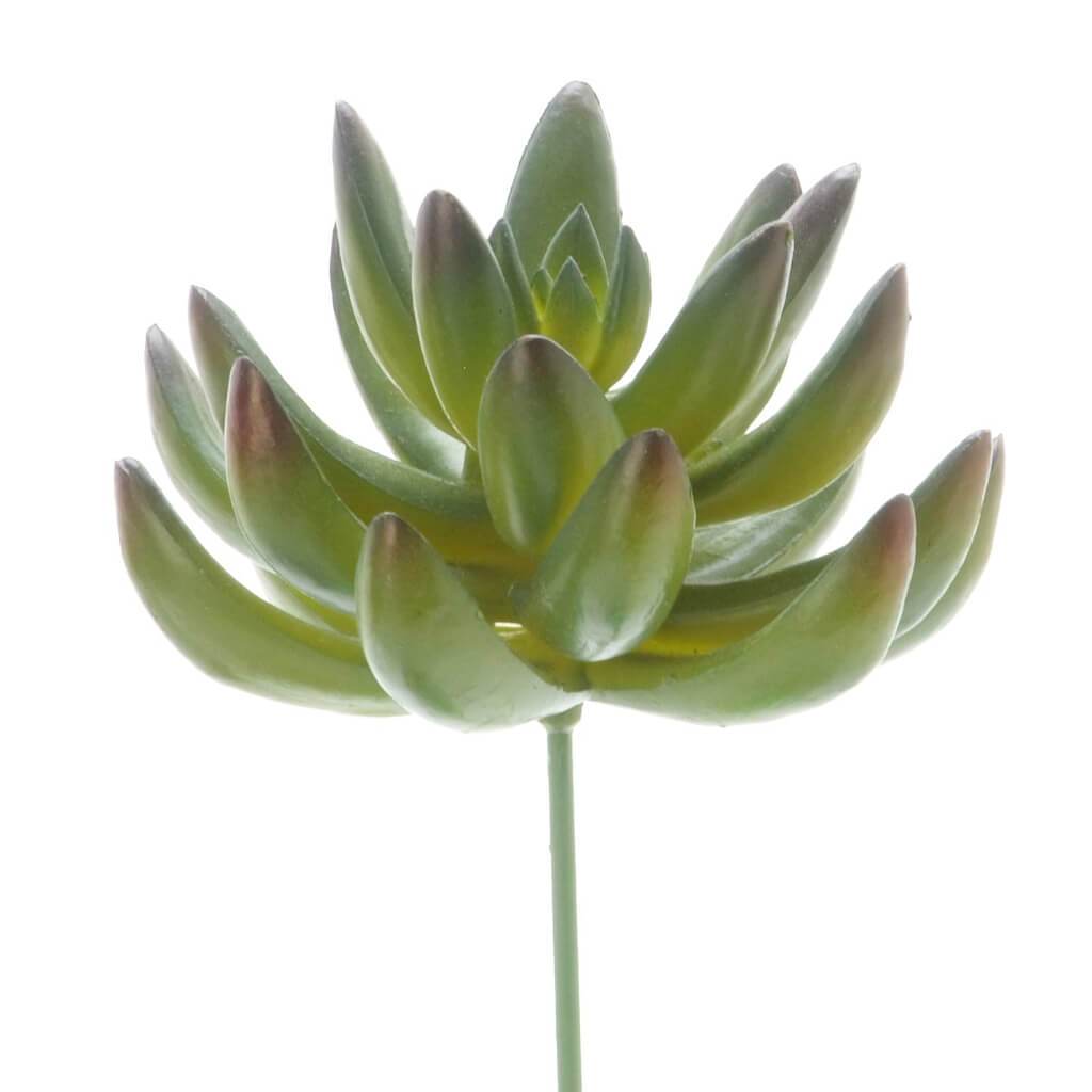 SUCCULENT LOTUS ROSETTE 4.IN GREEN W/DARK TIP 