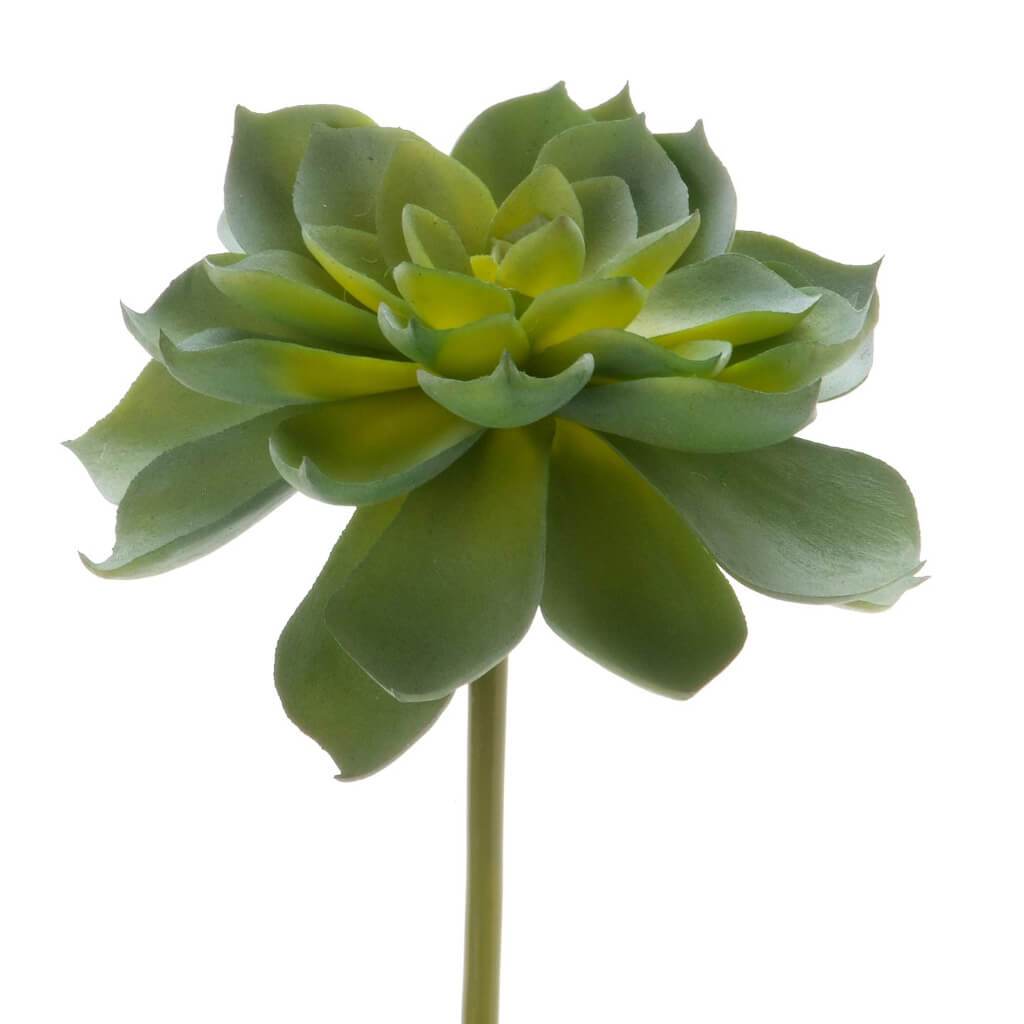 SUCCULENT VARIEGATED ROSETTE GREEN 