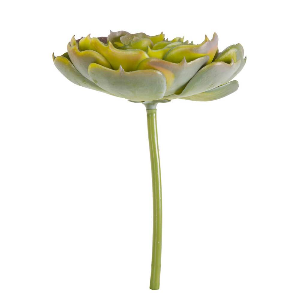 SUCCULENT AEONIUM ROSETTE LIGHT GREEN 3.5IN 