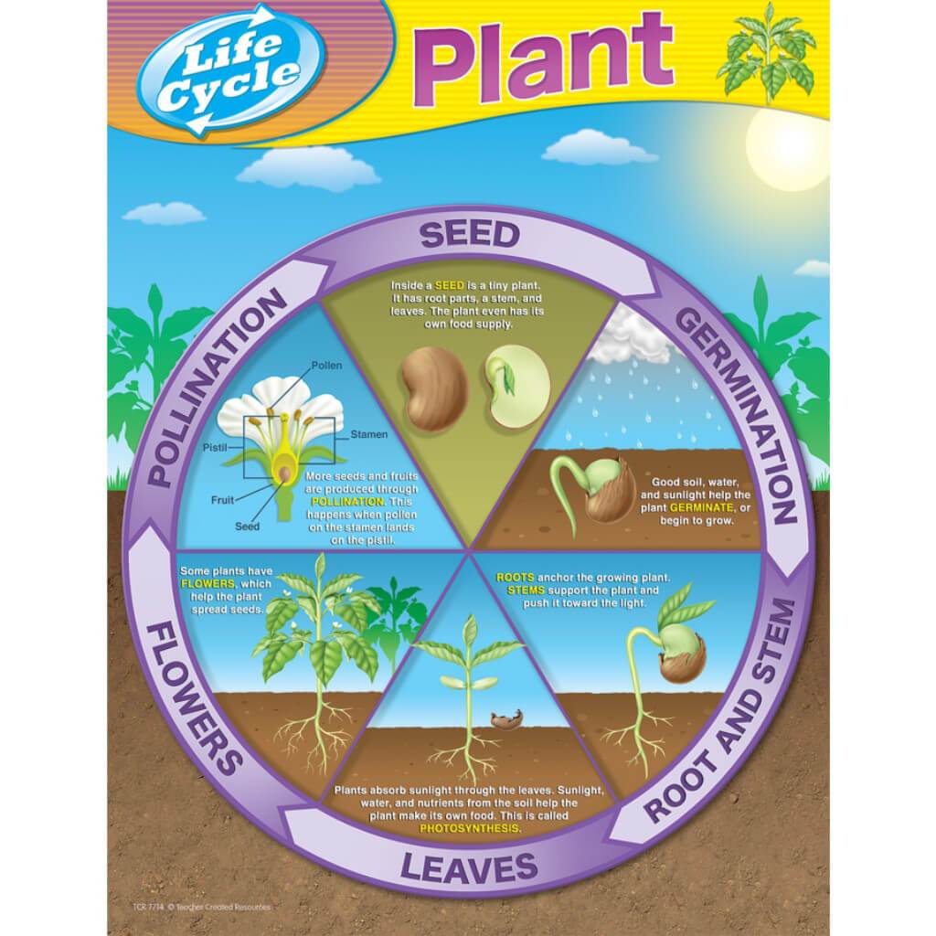 Plant Life Cycle Chart 