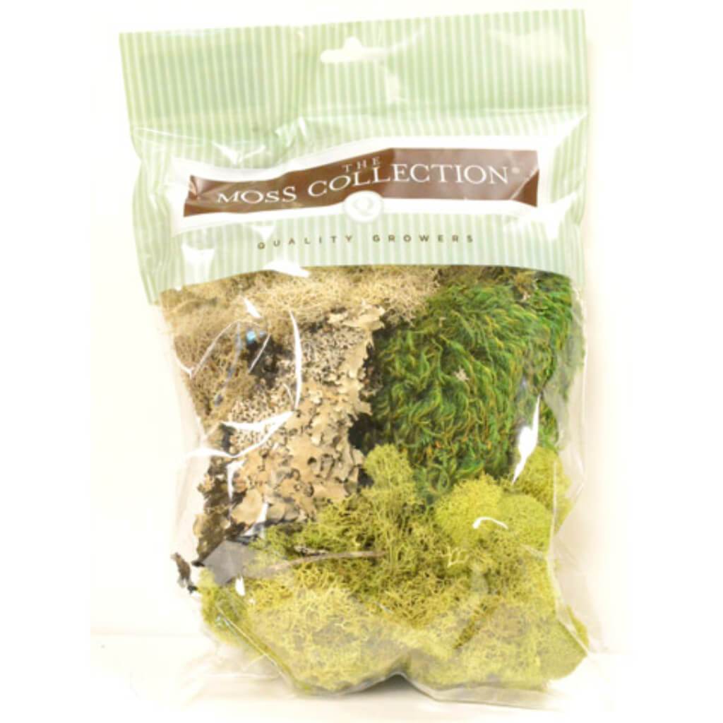 The Moss Collection Floral Moss Variety Pack 