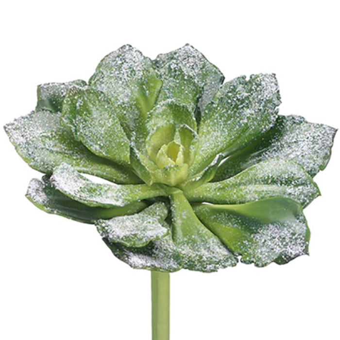 Snowed Echeveria Pick 