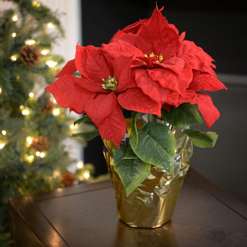 Poinsettia Bush 