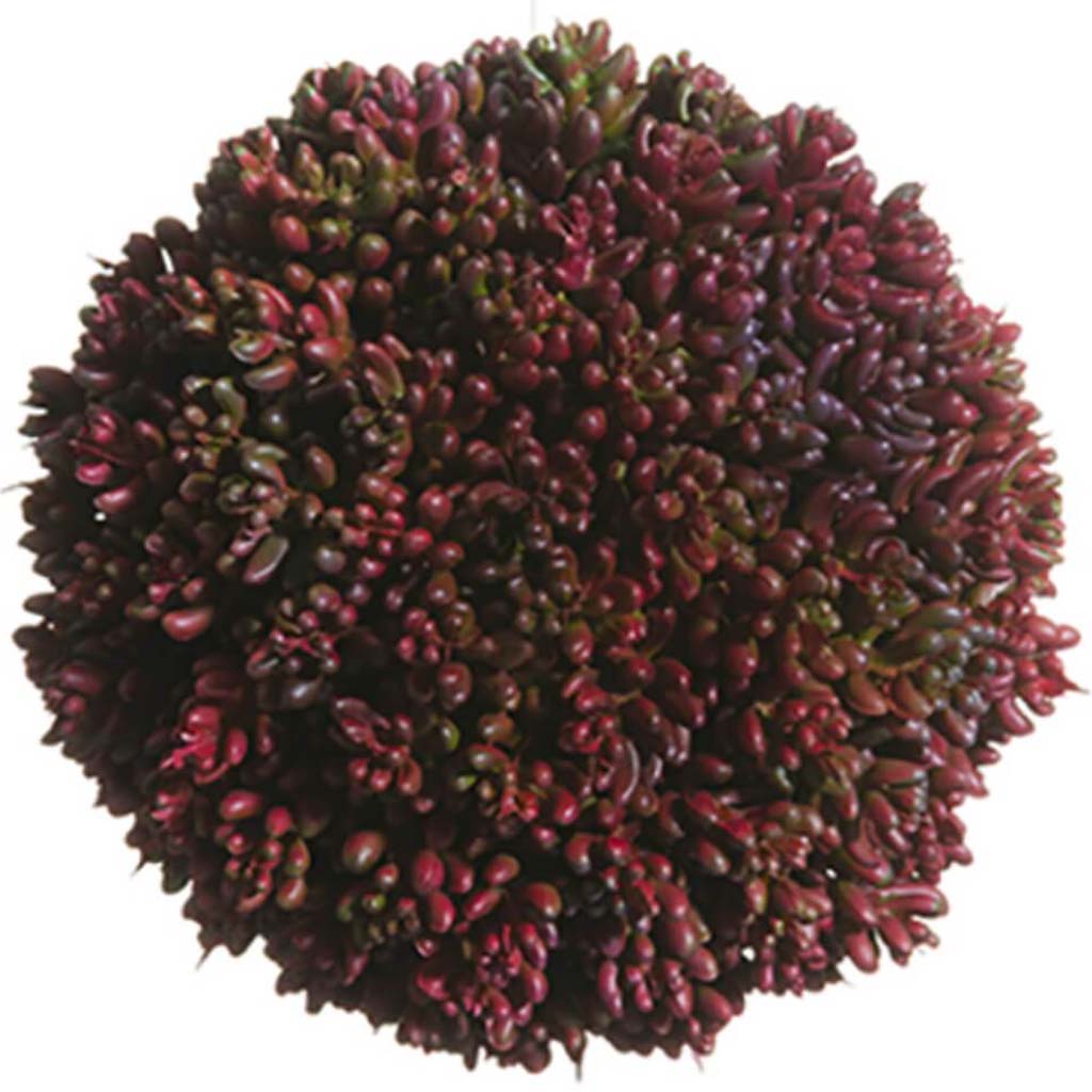 Succulent Ball Plant 