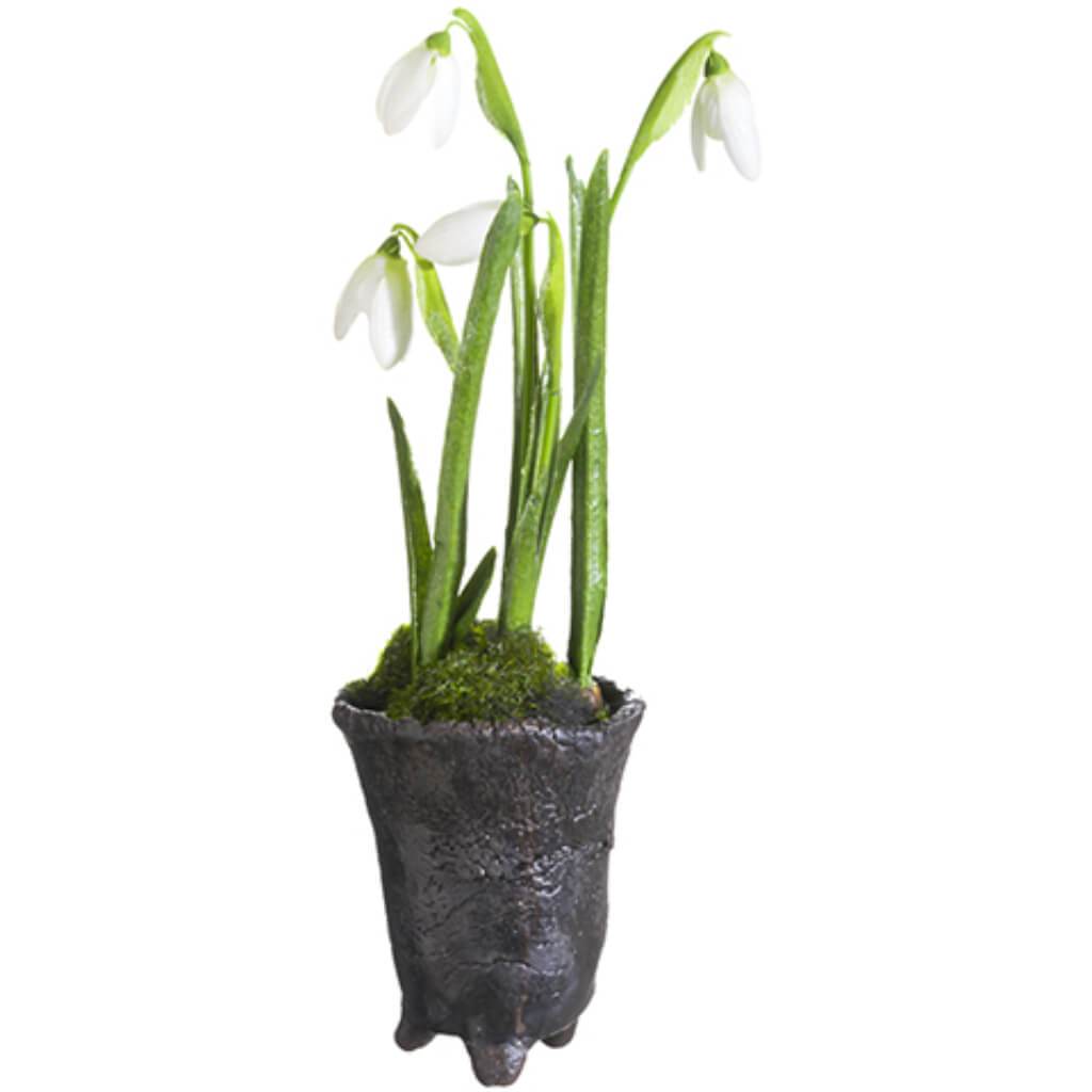 Iced Snowdrop Flower Arrangement with Clay Pot 